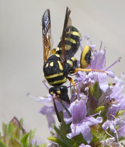 Leucospis gigas